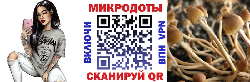 магазин Асино мега зеркало Псилоцибиновые грибы Cubensis